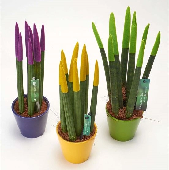 Sansevieria rəngli