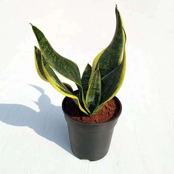 Sansevieria mini