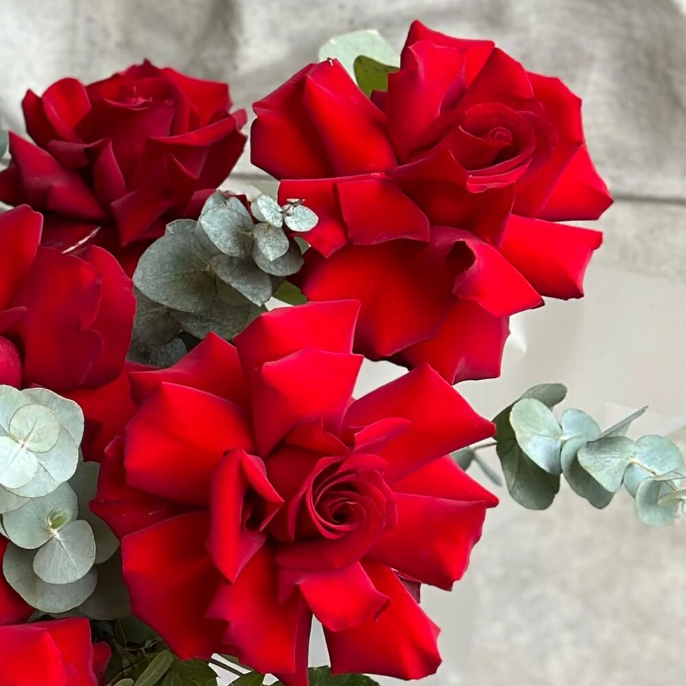 Qızılgül qutusu qırmızı