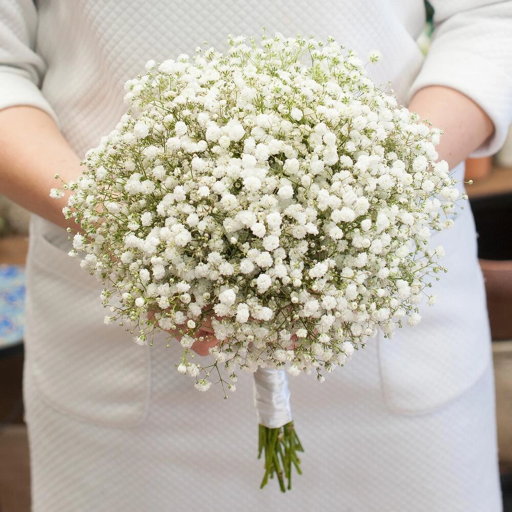 Gəlin gülü gipsofila