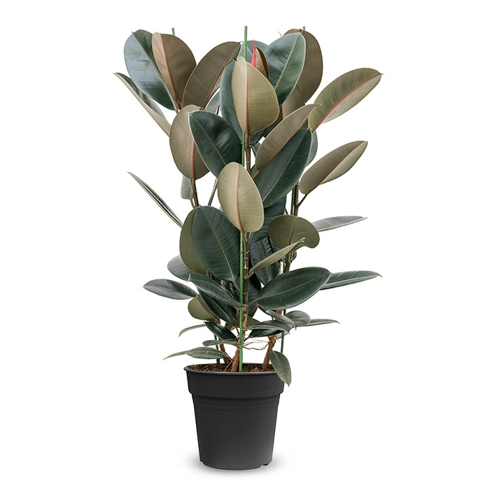 Ficus