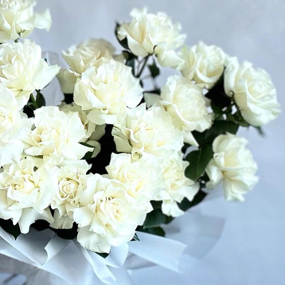 Ağ qızılgül fransız açılışı ilə