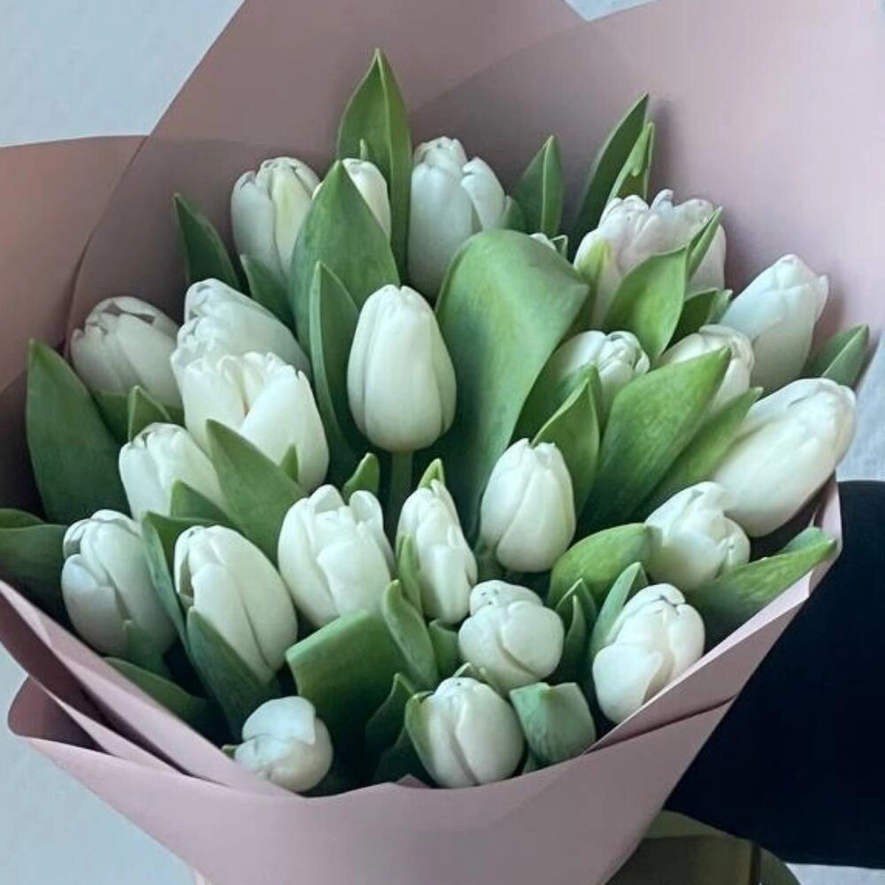 Ağ tulpan bağlamada