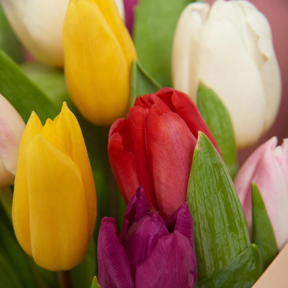 Tulpan buket