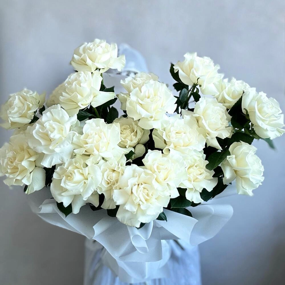 Ağ qızılgül fransız açılışı ilə