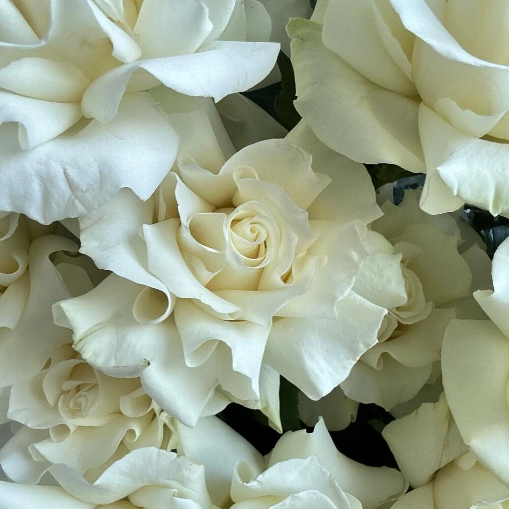 Ağ qızılgül fransız açılışı ilə