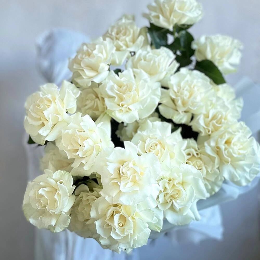 Ağ qızılgül fransız açılışı ilə