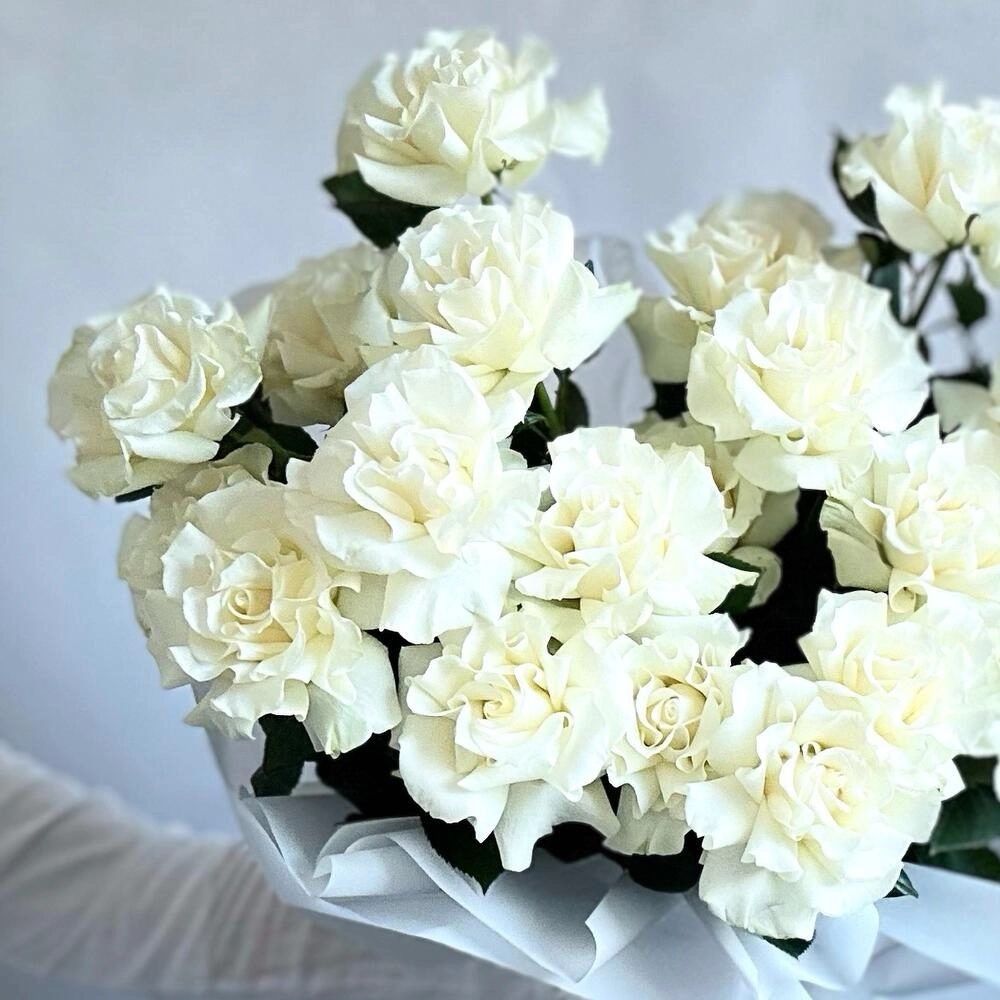 Ağ qızılgül fransız açılışı ilə