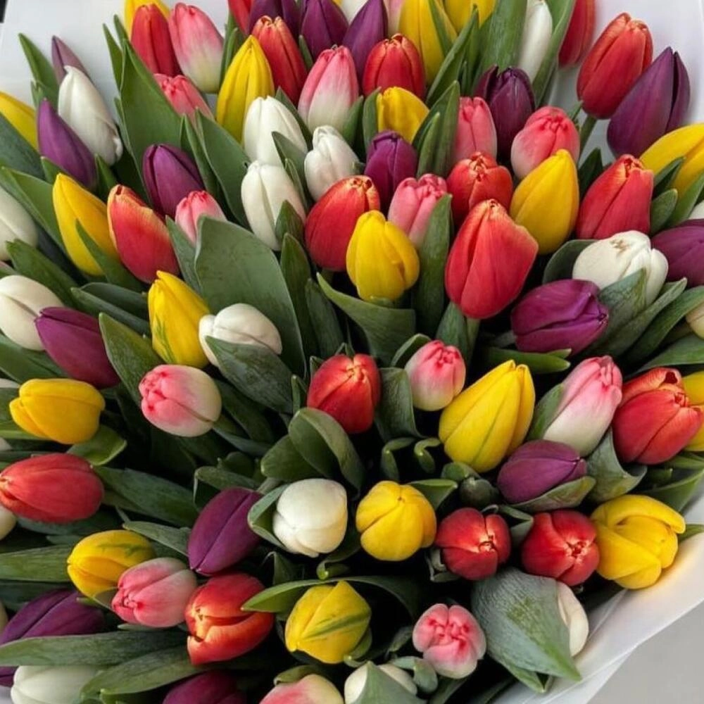 101 tulpan buket