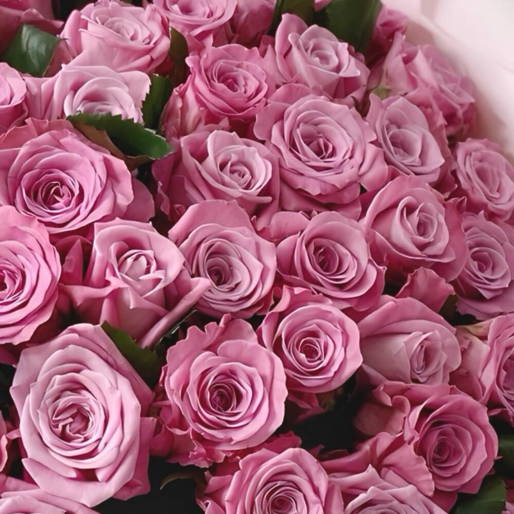 25 ədəd çəhrayı qızılgül