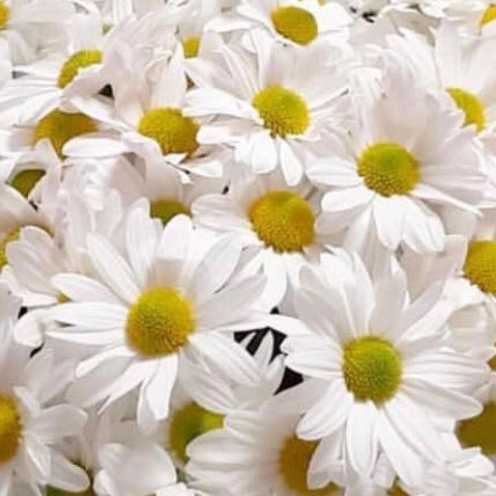 Ağ papatya gül səbəti 8 mart - Image 3