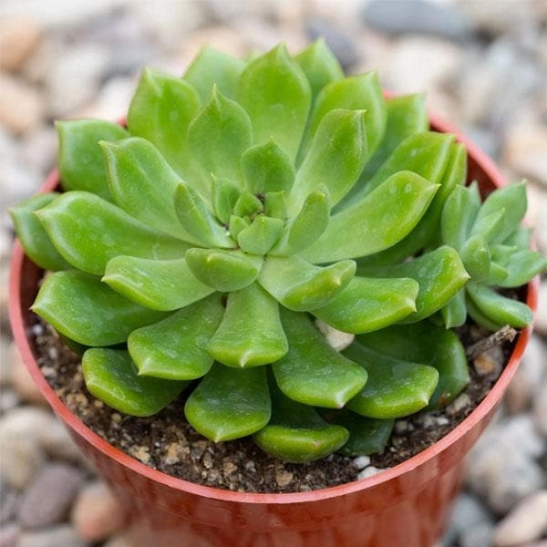 Daş gül(echeveria) Bitki