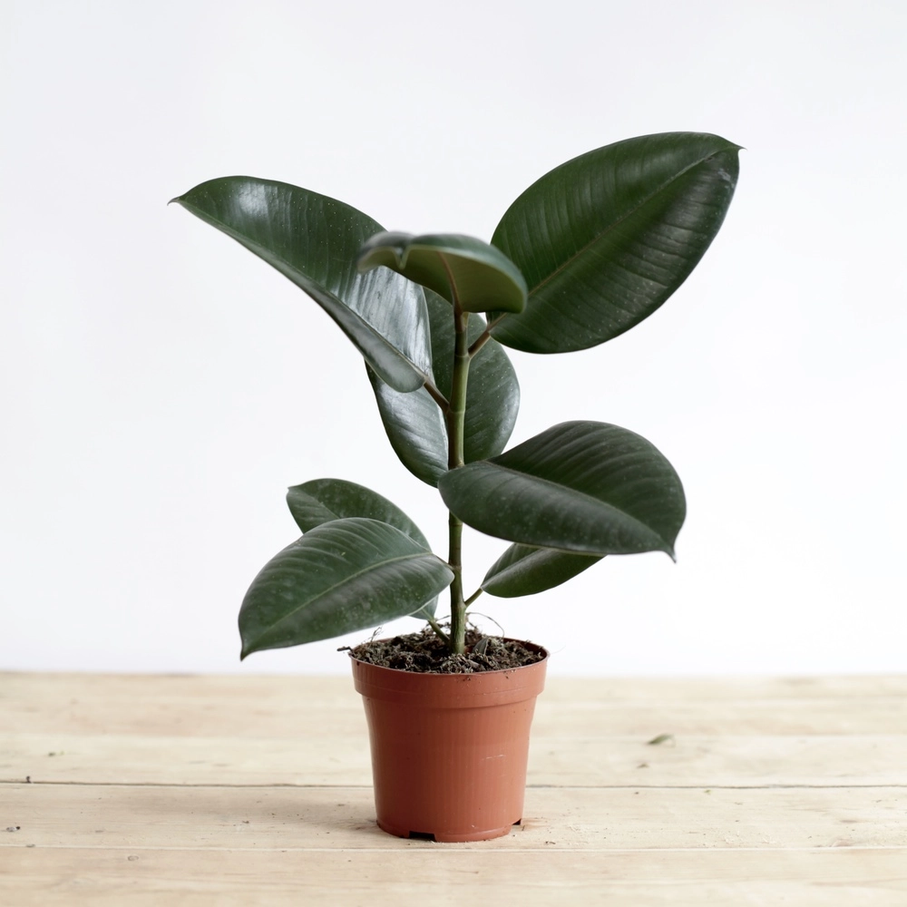 Ficus bitkisi