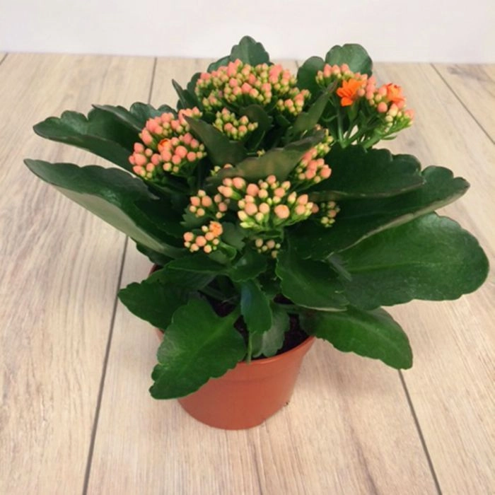 Kalanchoe Bitki