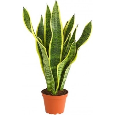 Sansevieria orta Bitki