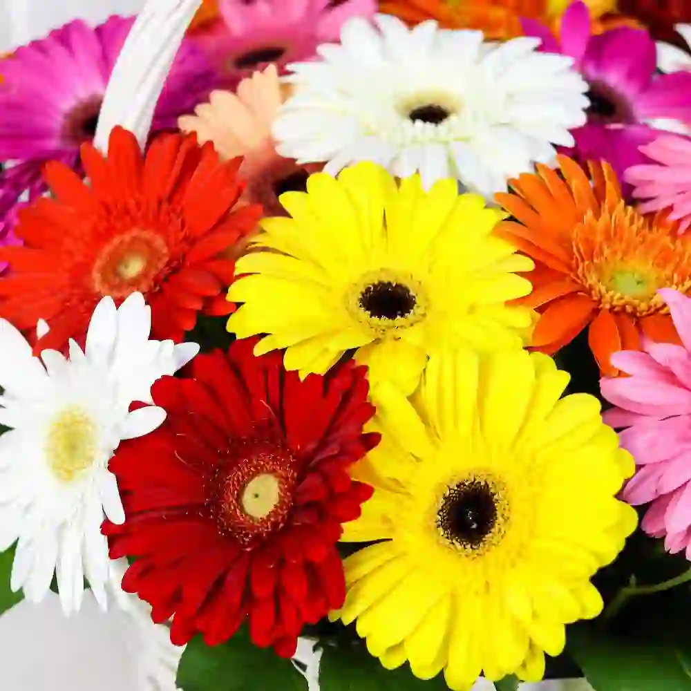 Gerbera səbəti