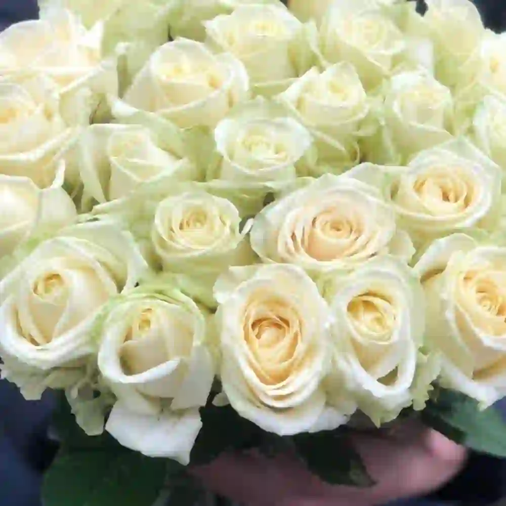 Ağ roza 25 ədəd