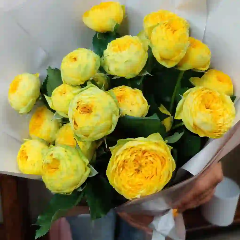 Sarı piona bənzər kustavoy rozalar