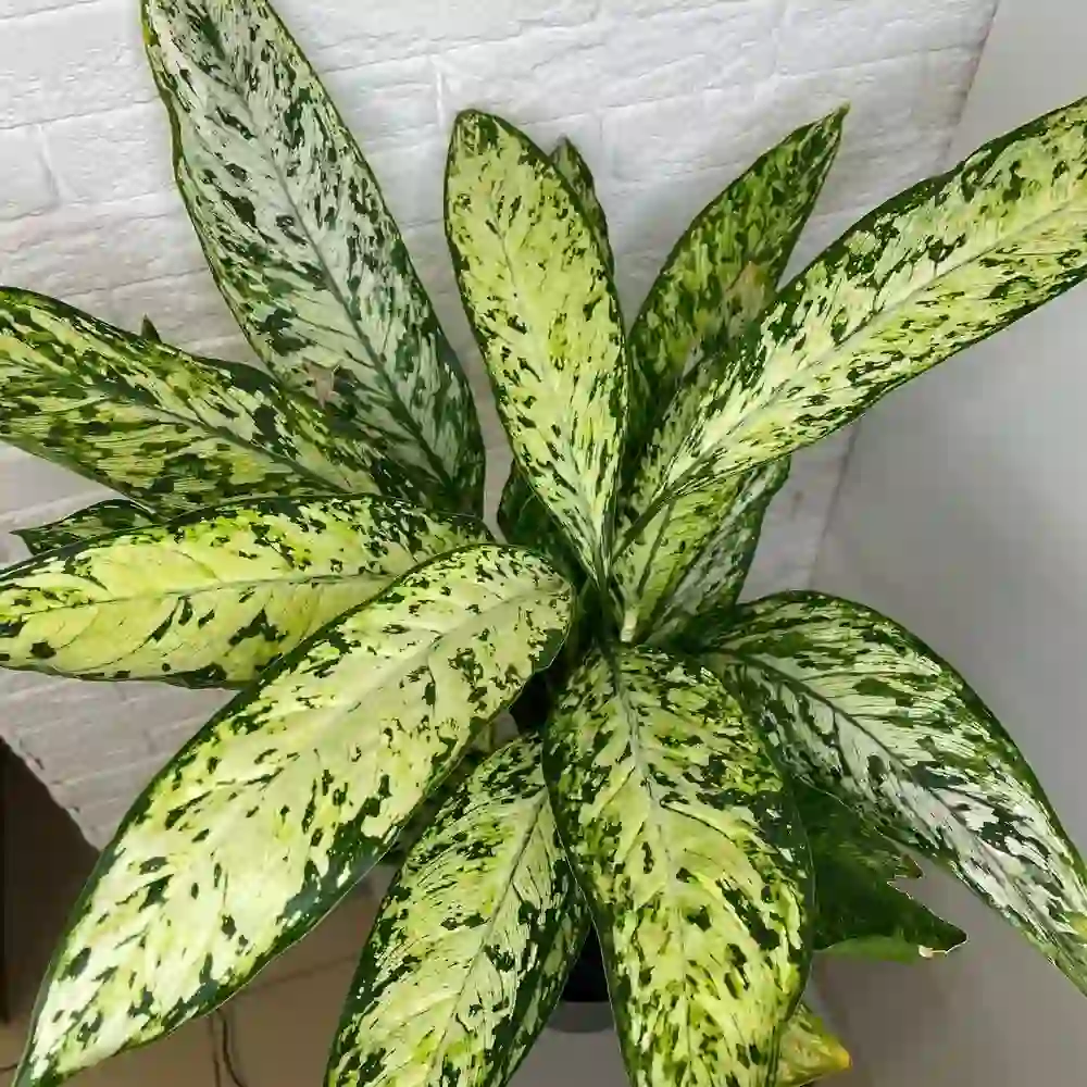 Difenbahya