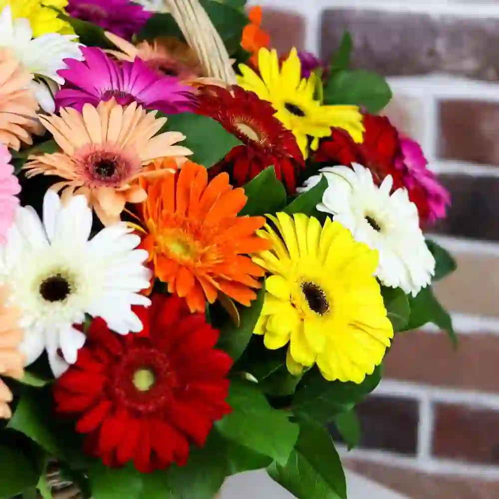 Gerbera səbəti