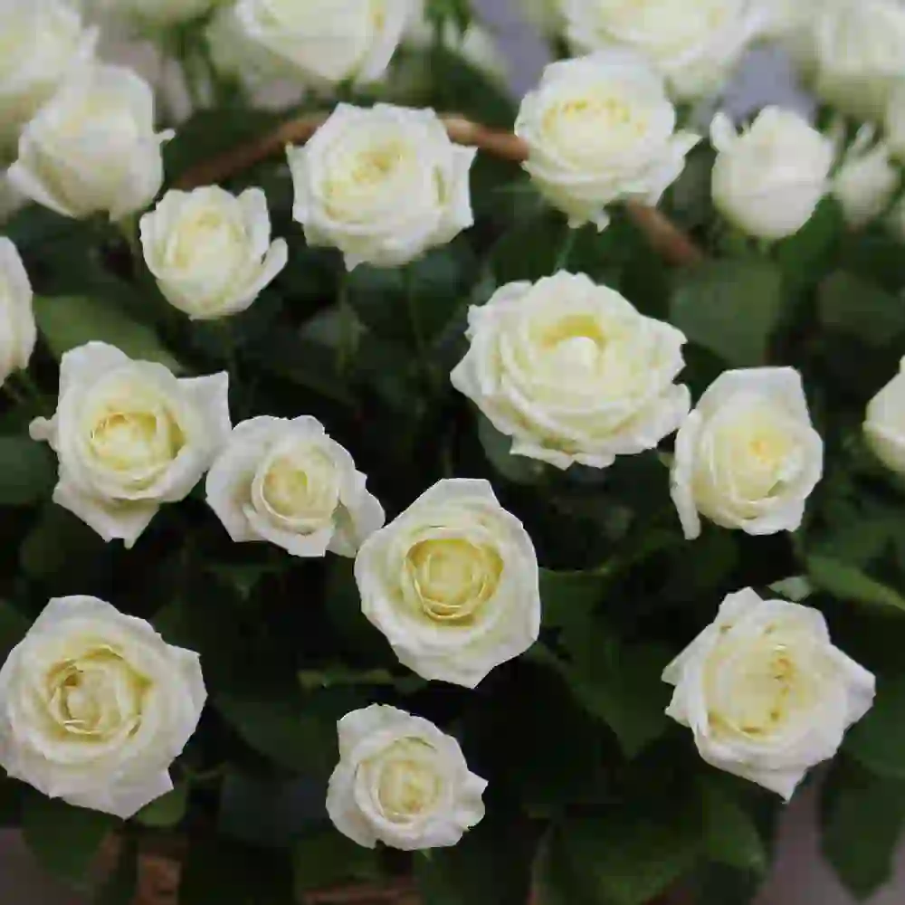Ağ roza səbəti 51 ədəd