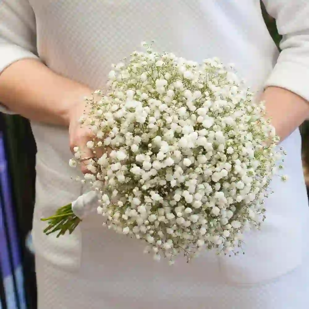 Gəlin gülü gipsofila