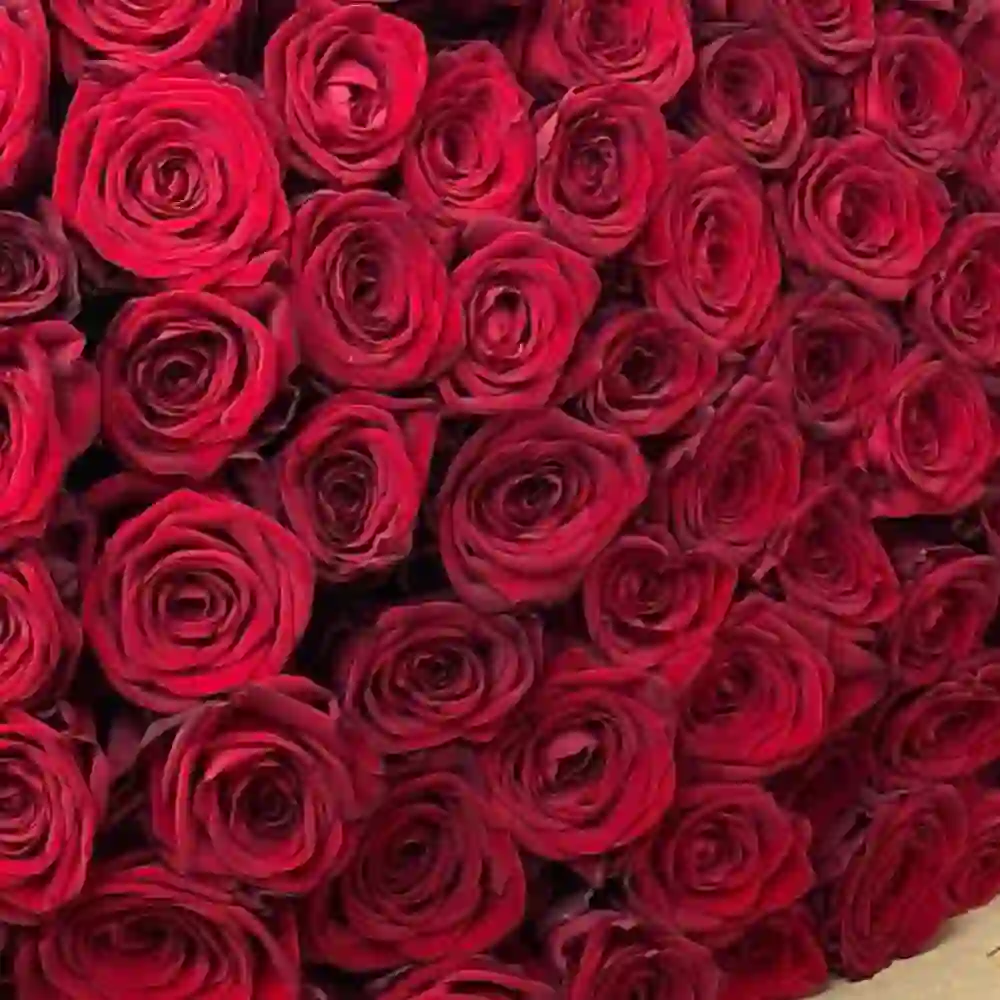 51 roza buketi