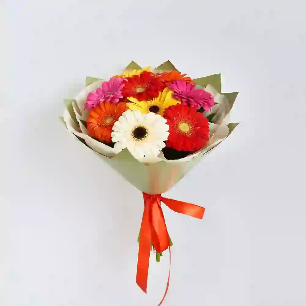 Gerbera