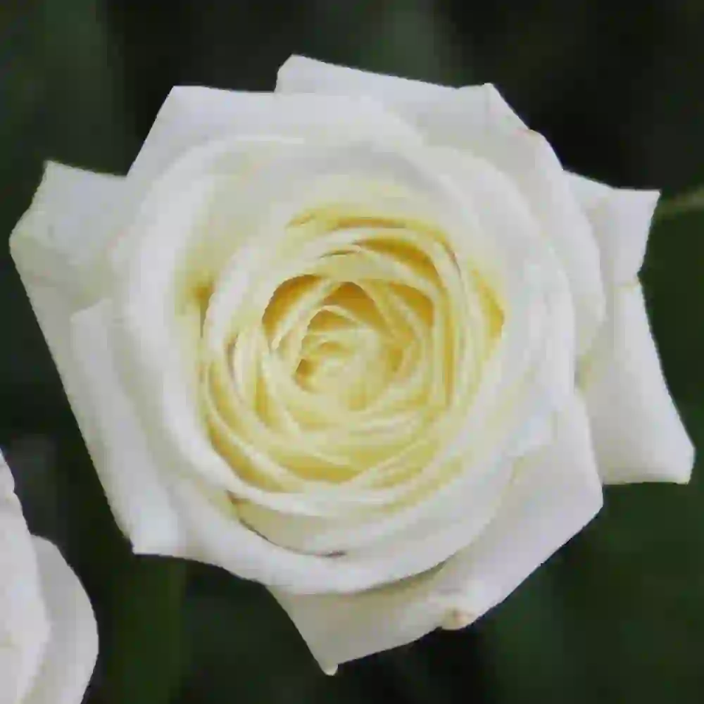 Ağ roza səbəti 51 ədəd