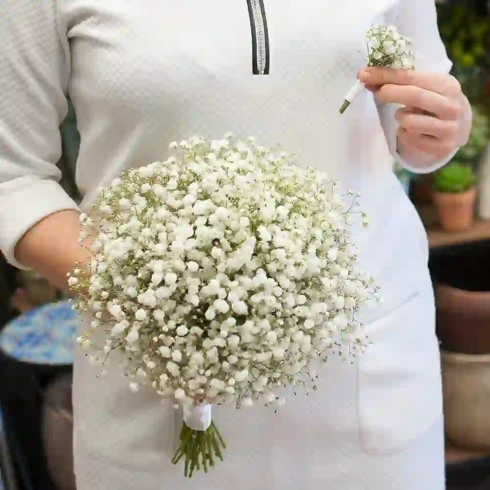 Gəlin gülü gipsofila