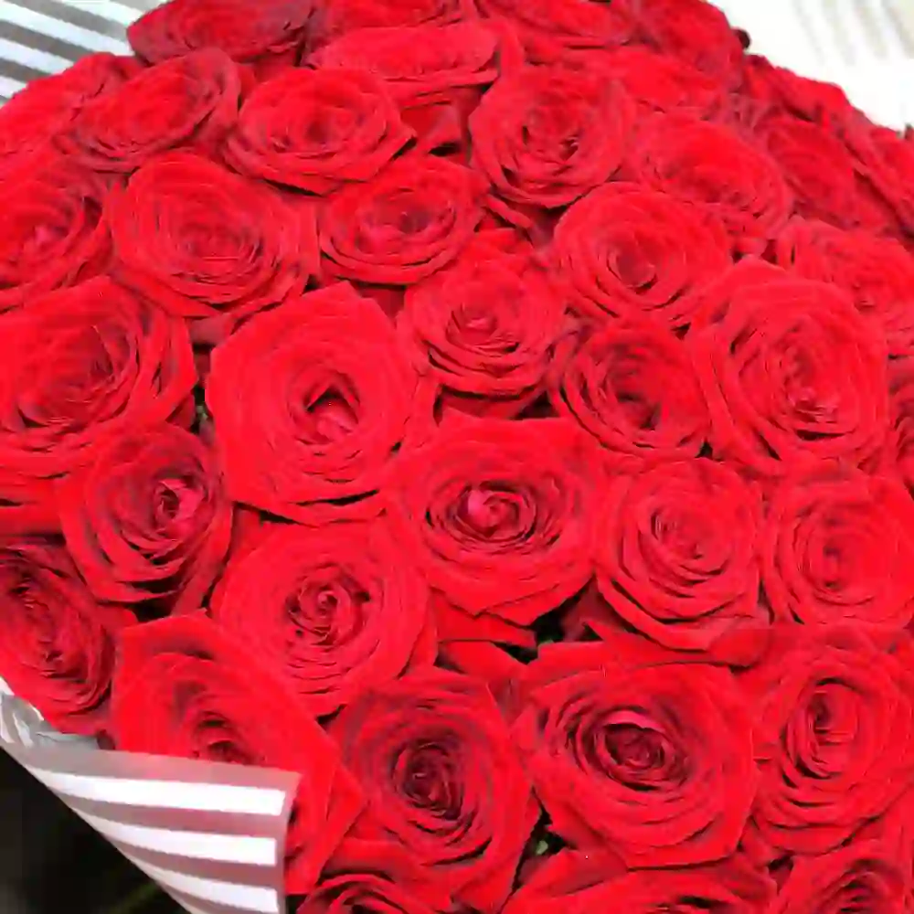 51 qırmızı roza buketi