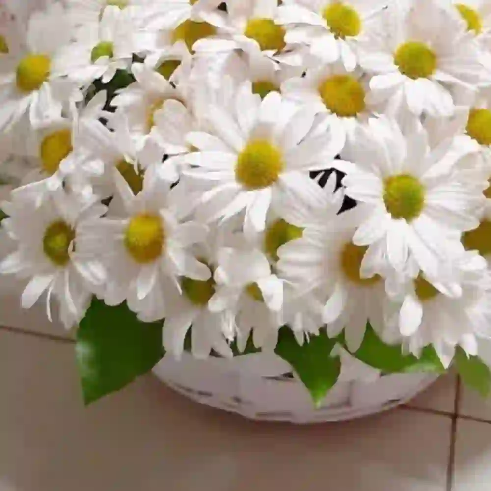 Ağ papatya gül səbəti