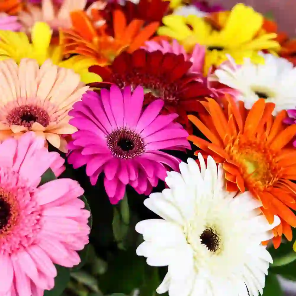 Gerbera səbəti