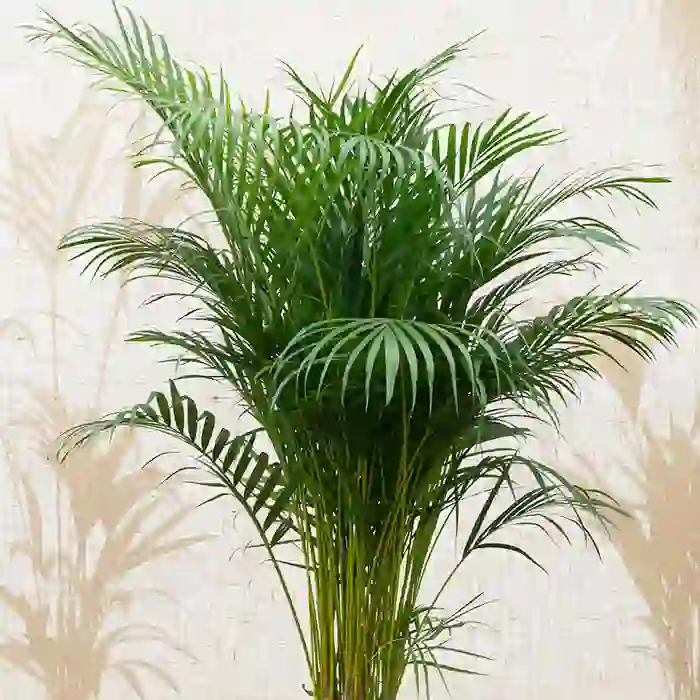 Xoveya Palma ( 1metr 40sm )