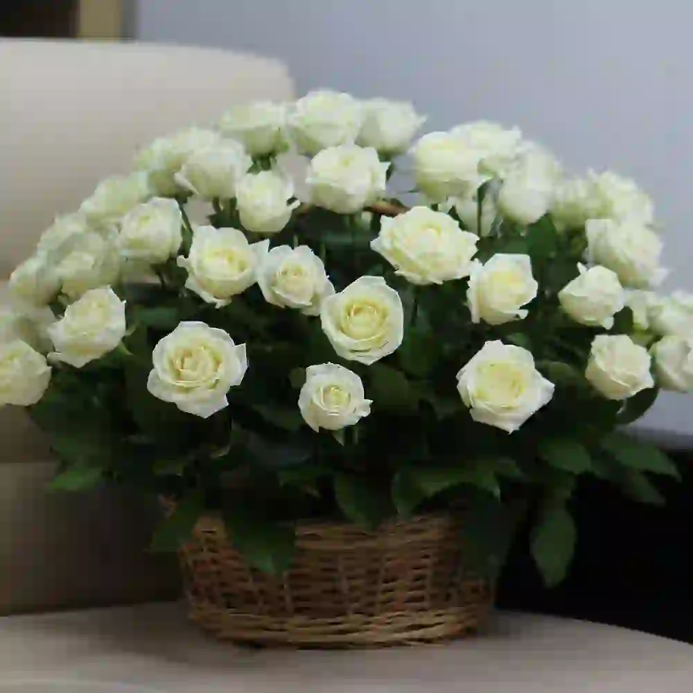 Ağ roza səbəti 51 ədəd
