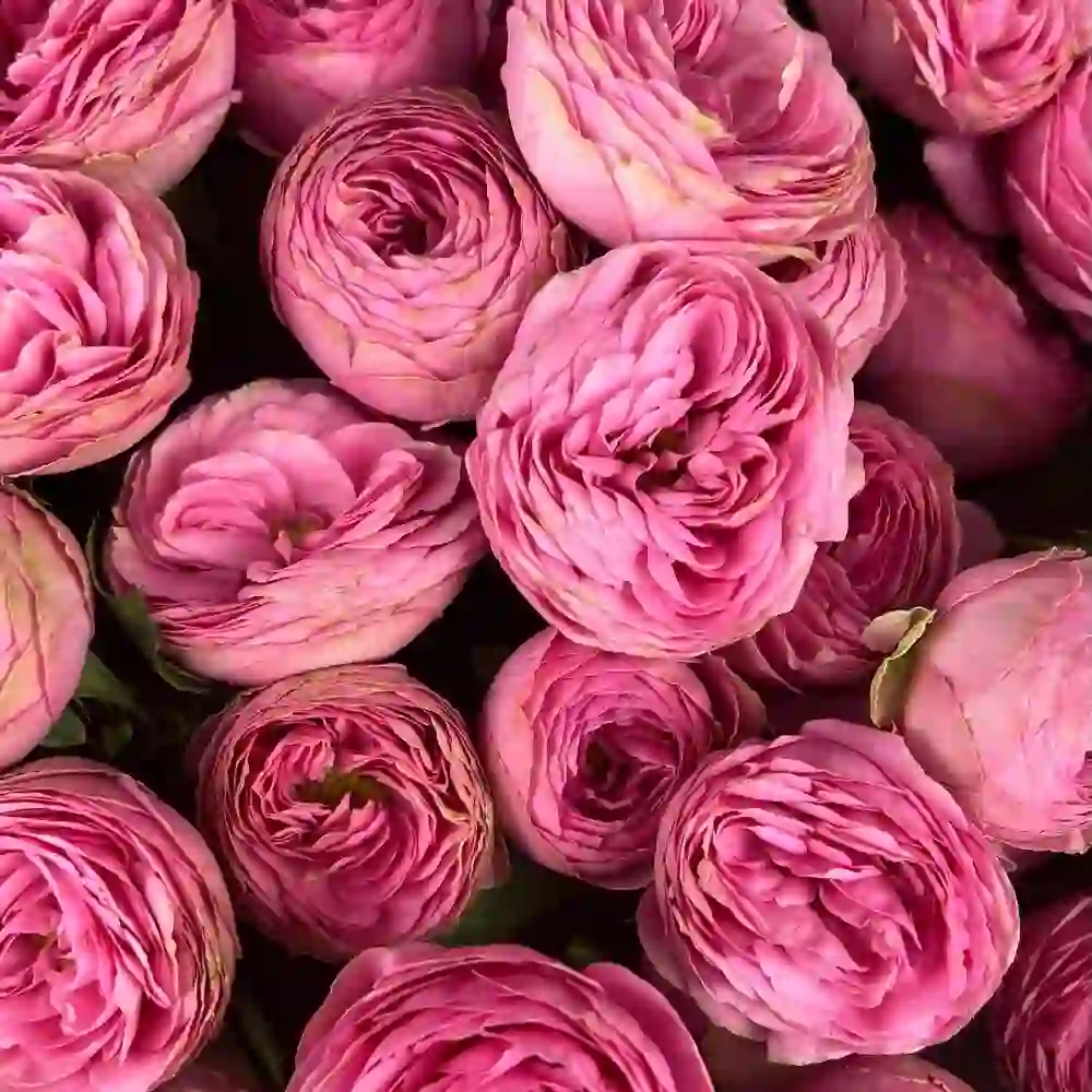 Pion növlü qızılgül